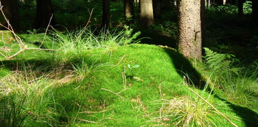 Der Atem-Weg ist wieder geöffnet