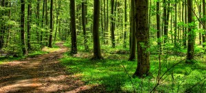 ATEM-WEG - Wald