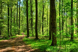 Atemweg - Wald