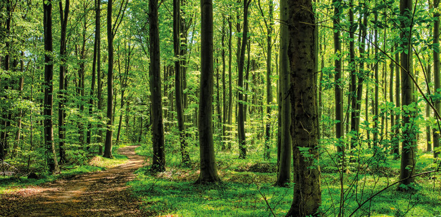 Geführte Atemweg Wanderung